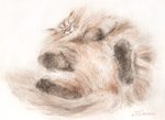 大胆に寝る猫　猫の絵　猫の肖像画・似顔絵　水彩画　watercolor-cat-no.11