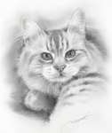 前足を出す猫　猫の絵・似顔絵・肖像画　鉛筆画　cat-forefoot-pencil
