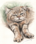 まだ眠たいな伸びをする猫の絵　猫の似顔絵・肖像画　ペン＆水彩スケッチ　cat-pen-watercolor-sketch-2