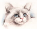 ぬいぐるみの様なラグドール　猫の絵　猫の肖像画・似顔絵　パステル画　pastel-cat-1