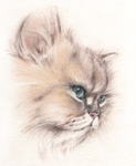 大きな目の家のチンチラ　猫の絵　猫の肖像画・似顔絵　パステル画　pastel-cat3