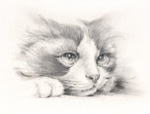 輝く目のラグドール　猫の絵　猫の肖像画・似顔絵　鉛筆画　pencil-cat-1