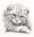 スコティシュフォールド猫の絵　猫の肖像画・似顔絵　鉛筆画　pencil-cat-2