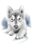 シベリアンハスキーCGイラスト　犬の絵　ＣＧ画　dog-illustration-cg-14
