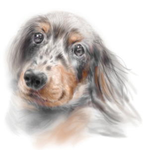 長い鼻と長いヒラヒラの耳の毛が自慢　ミニチュアダックス　犬の絵　ＣＧ画　jane dog-other-cg-5