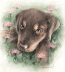 こちらの考えを見抜こうとする子犬の目線-子犬の水彩画-astragalus-sinicus-dog-watercolor