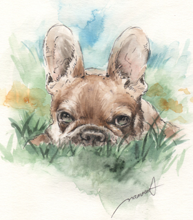 草の中の珍しい茶色のボストンテリア　犬の似顔絵・肖像画　ペン＆水彩スケッチboston-terrier-pen-watercolor-sketch