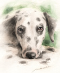 見つめるダルメシアン　犬の絵　水彩画　watercolor-dalmatian-dog-16