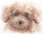 愛嬌のある丸い目の犬の絵 　犬の肖像画・似顔絵　水彩画　dog-no.2