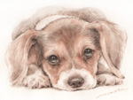 麗しい伏せた犬の絵　犬の肖像画　犬の似顔絵　水彩画　 dog-no.7