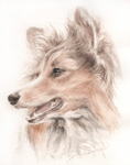 賢そうな横顔の犬の絵　犬の肖像画・似顔絵　水彩画　 dog-no.8