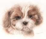 マルチーズ　犬の絵　犬の肖像画　犬の似顔絵　水彩画　dog-no.11