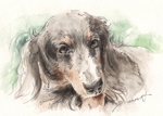ジェーン７世　犬の似顔絵・肖像画　ペン＆水彩スケッチ　miniature-dachshundr-pen-watercolor-sketch