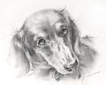 m-jane ミニチュアダックス　犬の絵　犬の肖像画・似顔絵　　鉛筆画　pencil-dog-no.4