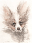 パピヨン　犬の絵　犬の肖像画・似顔絵　水彩画　dog-no.13