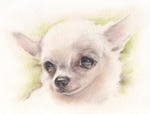 物思いげなチワワ　犬の絵　犬の肖像画・似顔絵　パステル画　pastel-dog-1