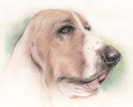顔の大きいバセットハウンド　犬の絵　犬の肖像画・似顔絵　パステル画　pastel-dog-2