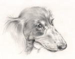 やっぱり長い顔のミニチュアダックス　犬の絵　犬の肖像画・似顔絵　鉛筆画　pencil-dog-2