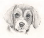 キョトンとしたビーグル 犬の絵　犬の肖像画・似顔絵　鉛筆画　pencil-dog-1
