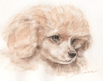 トイプードル　犬の絵　犬の肖像画・似顔絵　水彩画-don-no.10