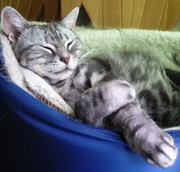 猫ベットで寝る猫　アメリカンショートヘアー・シルバータビ