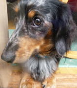 ジェーン７世　長野の高原レタスが好き　jane VII-Miniature dachshund