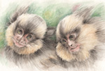 黒耳マーモセット　申年の絵　水彩画　動物画　black-eard-marmoset