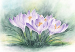 クロッカス　花の絵　水彩画　crocus watercolor