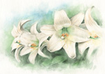 ユリの花言葉は純潔・威厳　　ユリの花の絵　水彩画　easter lily watercolor