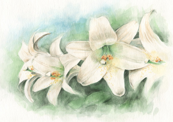 <font size="-1ユリの花言葉は純潔・威厳　　ユリの花の絵　水彩画　easter lily watercolor