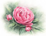 バラ　花の絵　rose watercolor