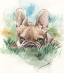 草の中のボストンテリア　犬の似顔絵・肖像画　ペン＆水彩スケッチboston-terrier-pen-watercolor-sketch