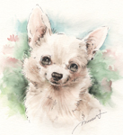 愛らしいチワワ　犬の似顔絵・肖像画　ペン＆水彩スケッチ　chihuahua-pen-watercolor-sketch