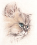 チンチラ猫の絵　似顔絵・肖像画-パステル画　pastel-cat