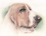 犬の絵　パステル画 似顔絵・肖像画　pastel-dog