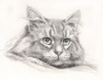 凛々しい猫の絵　鉛筆画・似顔絵・肖像画　pencil-cat-portrait