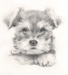 犬の絵　鉛筆画　pencil-dog