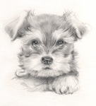 犬の鉛筆画　犬の絵・似顔絵・肖像画